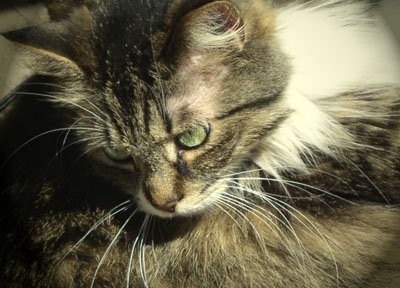 Fluffy cat with green eyes in sunlight.
