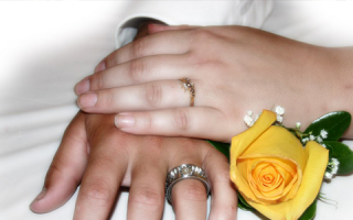 Hands with wedding rings and yellow rose.